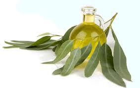 Breathe Easy: Unlocking the Power of Eucalyptus Oil